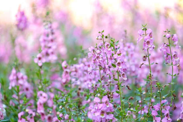 青いサルビアまたは庭の紫色の花