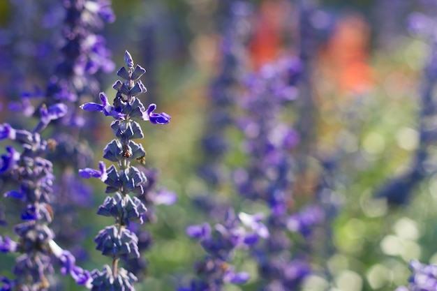 Blue salvia purple flowers, ornamental plants spring on poor lighting.