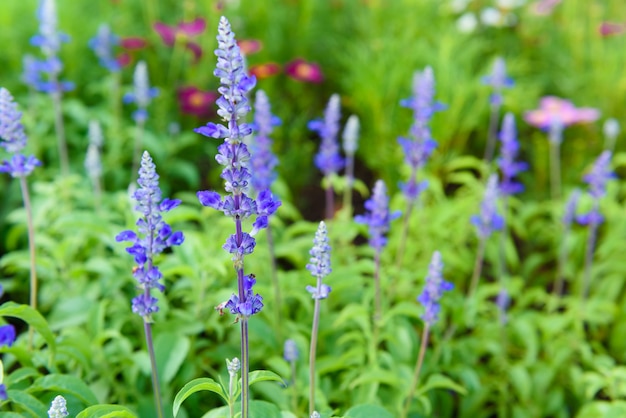 Blue salvia purple flowers, ornamental plants spring.