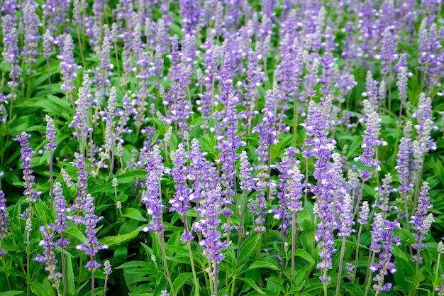 青いサルビア紫色の花。庭のサルビアの花。