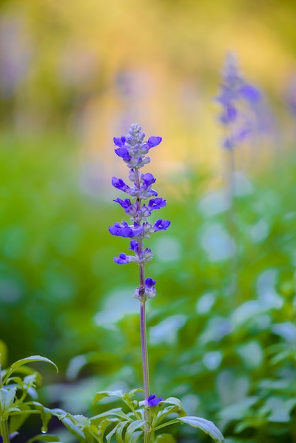 Blue salvia purple flowers