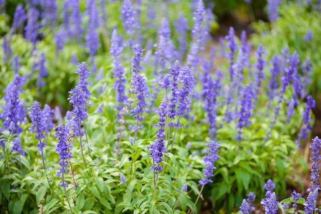 Blue salvia purple flowers