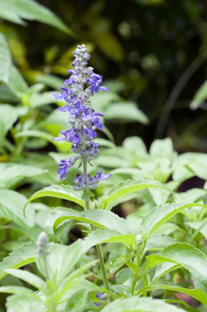 Blue salvia