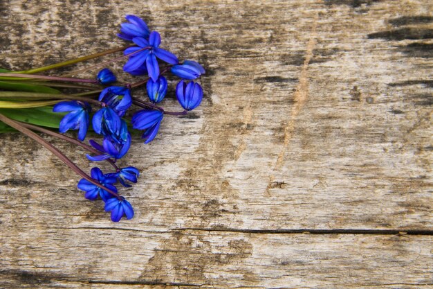 青いシラーの花（Scilla siberica）または古い木製の背景にシベリアのリス