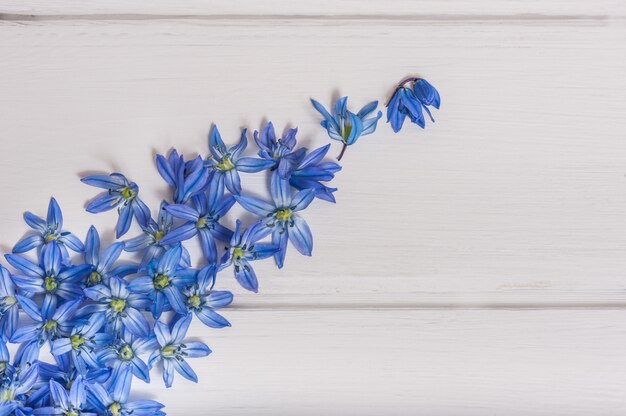 Blue scilla flowers on white wooden table