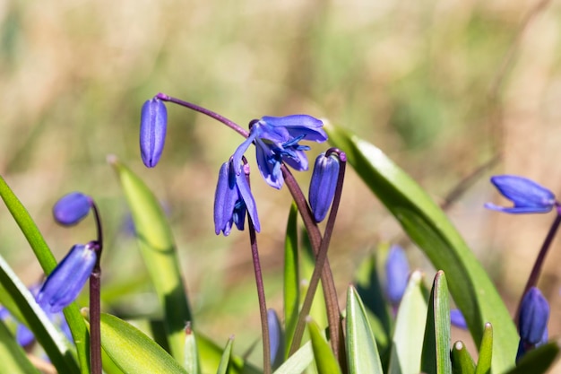 Blue scilla siberica or scilla siberica early flowers