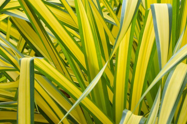 Blue Screw Pine or White Striped Pandanus in the garden