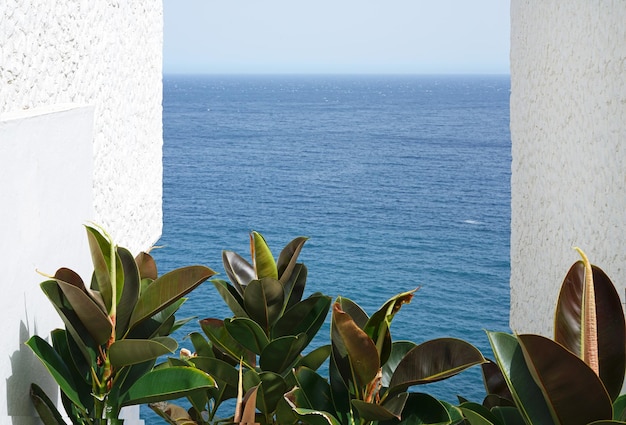 Blue sea view between houses and green ficus leaves copy space