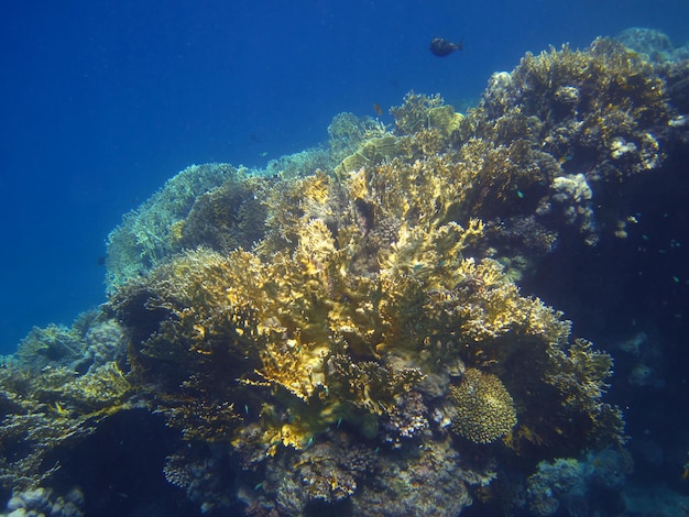 Blue sea with coral