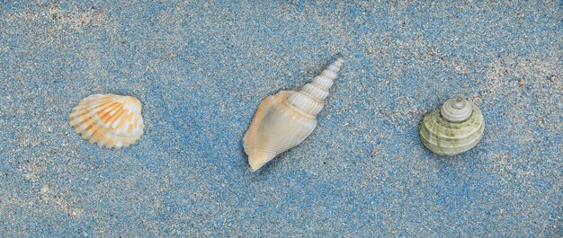 blue seashells on blue sand