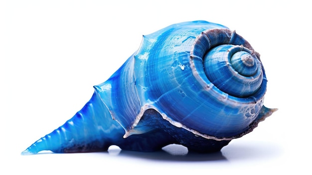 Foto sezione blue shell isolata su sfondo bianco