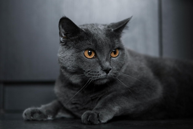 Blue shorthair cat House animal Gray cat