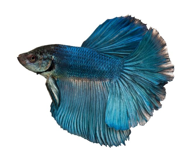 Blue Siamese fighting fish Betta Splendens swimming in front of white background