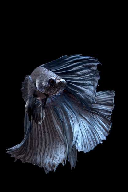 Blue siamese fighting fish on black background