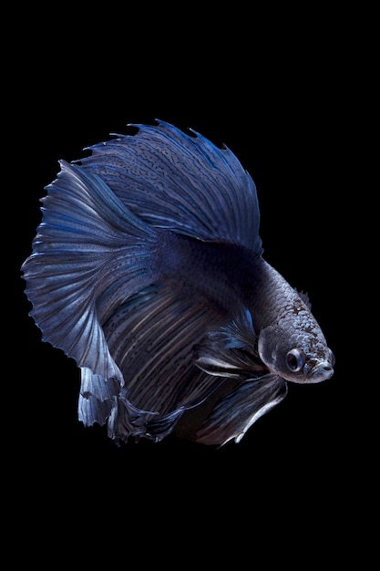 Blue siamese fighting fish on black background