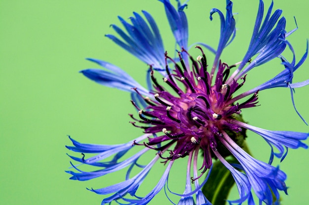 Blue single cornflower