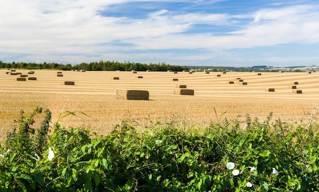 Blue skies over corn fields in England