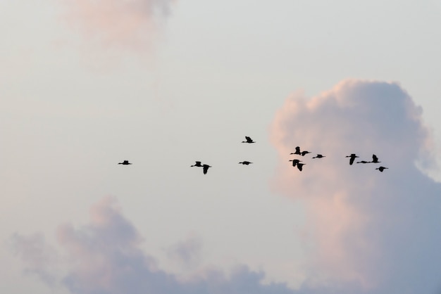 写真 青い空と雲と草原の木。