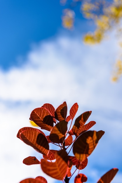 Blue sky background red leaves