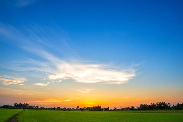 Blue sky background texture with white clouds sunset,beautiful green cornfield.