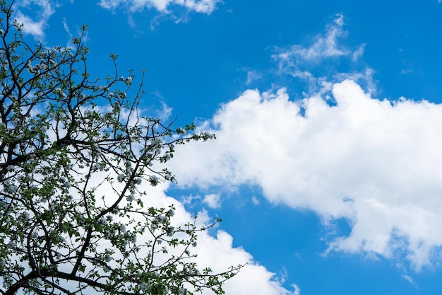 Blue sky background with clouds and branches tree