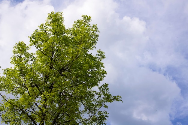 Blue sky background with clouds in sunlight