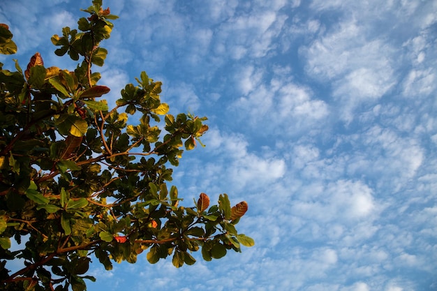 blue sky at dawn green tree leaves on summer day natural landscape