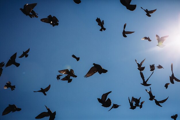 Blue sky filled with flying birds