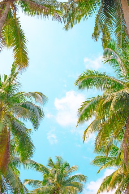 Blue sky framed by palm leaves