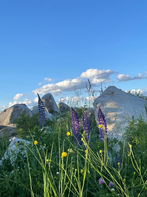 Blue sky mountains with flowers