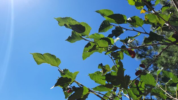 딸기 식물 가지가 장식된 푸른 하늘 자연 배경