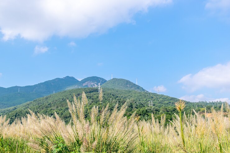 Photo 青い空の下、山の下の葦の茂み