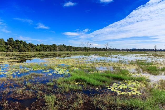 Blue sky reflected in forest lake