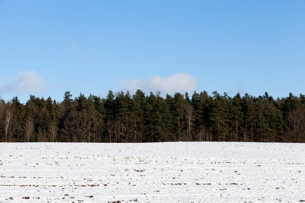 Blue sky and a snow-covered forest in the winter season