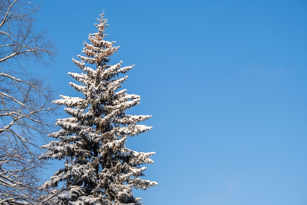 Foto cielo blu e cima dell'albero di abete coperto da neve inverno spazio minimo di copia del paesaggio