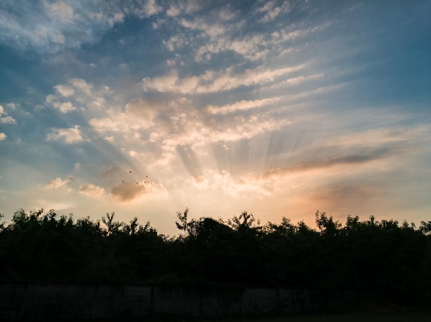 木の上の夕暮れ時の青い空の太陽の光