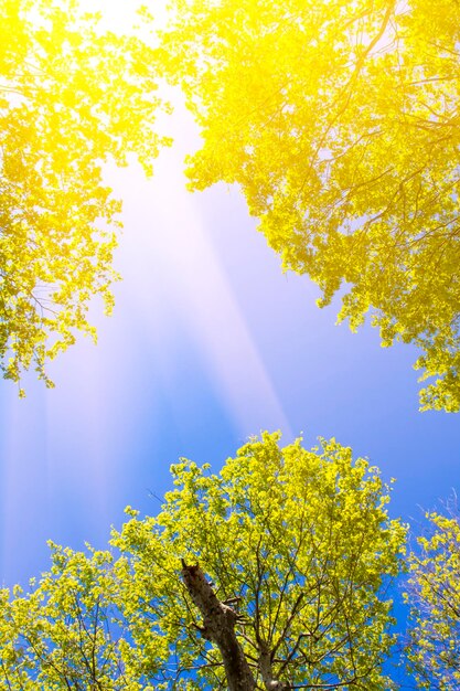 写真 木々の間の青い空