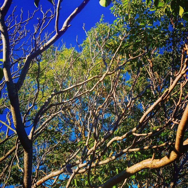 Blue sky through a thick twisted canopy