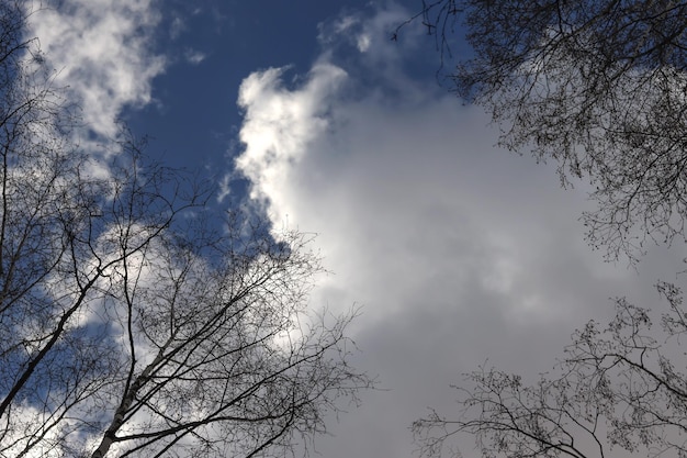 Blue sky through the treetops Close up Texture