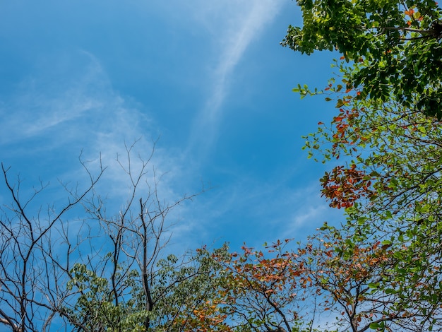 Photo blue sky and trees.