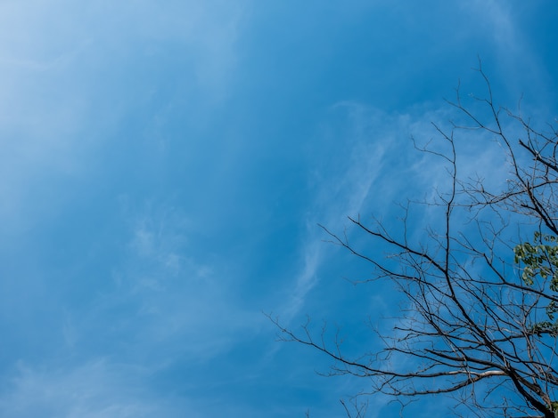 Photo blue sky and trees.