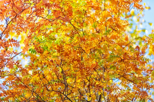 Blue sky among treetops in an autumn park