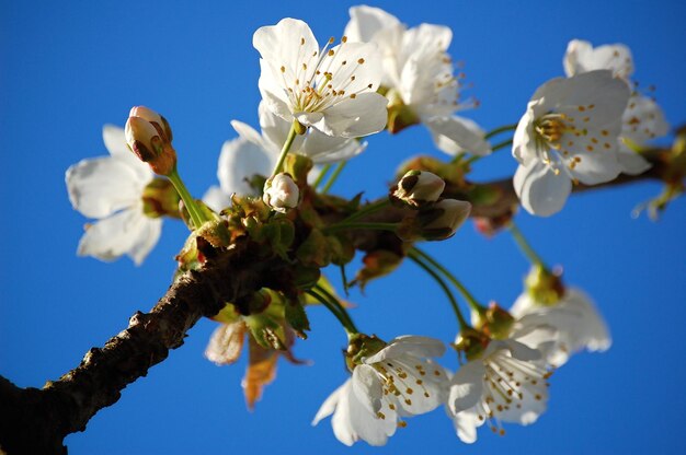 Blue sky and white cherry blossom