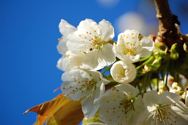 Blue sky and white cherry blossom