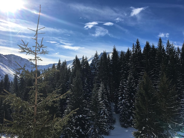 Photo blue sky and winter landscape