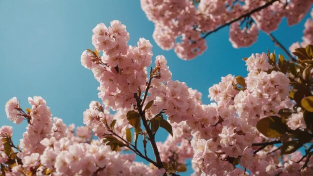 голубое небо с красивыми и красивыми цветами на розовом дереве