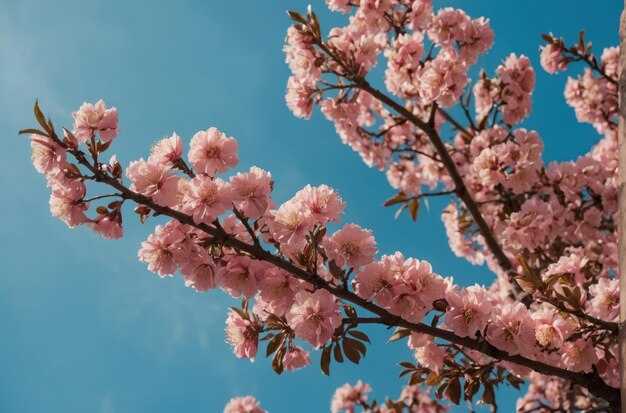 blue sky with beautiful and beautiful flowers on a pink tree