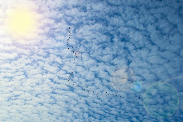 Blue sky with cirrus clouds close up