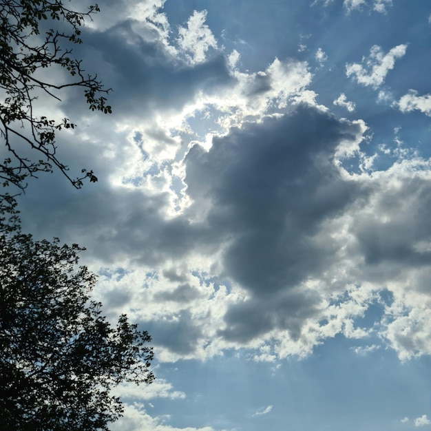 A blue sky with clouds and a tree in the foreground