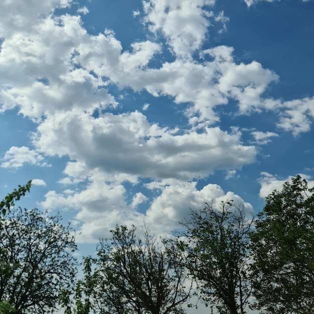 雲と数枚の葉がついた木々のある青い空